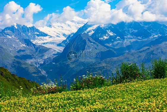 瑞士阿尔卑斯山雪峰绿色草花原的景色夏季图片