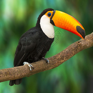 ToucanRamphastosToco坐在热带森林或丛的树枝上图片