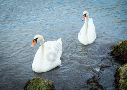 Swans在清凉水中的观点图片