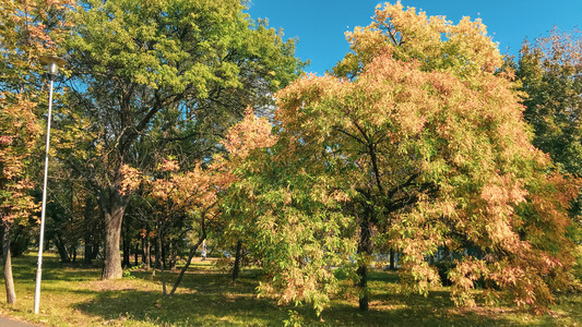 A公园的秋树图片
