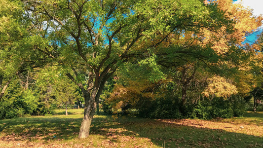 A公园的秋树图片