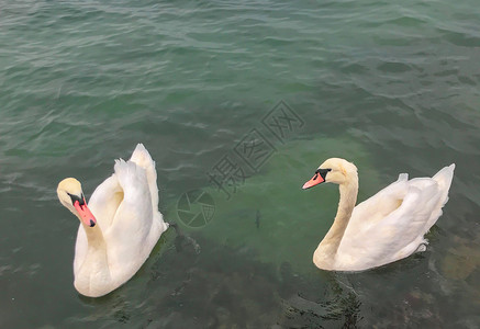 Swans在清凉水中的观点图片
