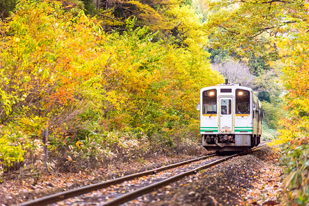 秋与日本福岛的白列车通勤者一起落叶背景图片