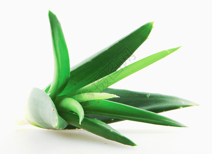 白底隔绝的Aloevera植物图片