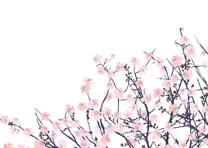 白色背景的野粉红花水彩图背景图片