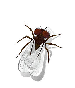 白色背景的水彩屋苍蝇插图图片