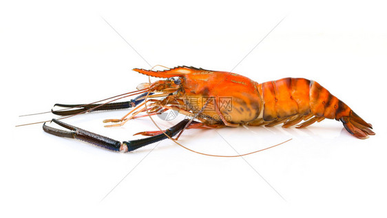 红色煮虾或龙的图片孤立在白色背景上动物食图片