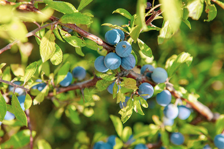 在生态清洁地区种植的新鲜有机蓝莓在一个生态清洁地区种植的新鲜有机蓝莓图片