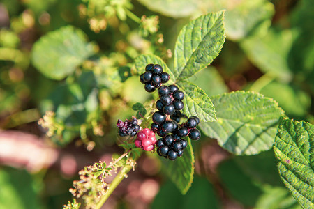 在生态清洁地区种植的新鲜有机黑莓图片