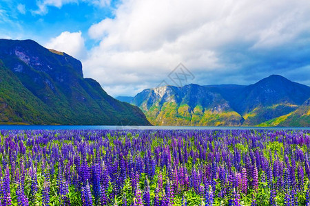 斯堪的纳维亚山脉和挪威峡湾花草原的夏季风景图片