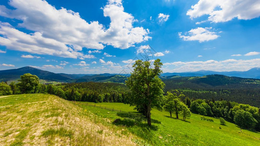 喀尔巴阡山地貌的夏季风景全乌克兰绿林山丘草原和蓝天图片