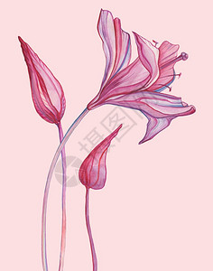 摘要外表花朵手绘热带插图画花样水彩图现代风格水彩花样图片