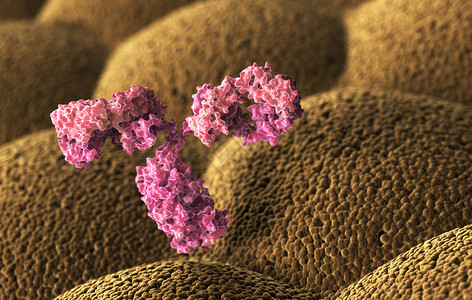 人体抗immunoglobulin3D插图人类抗体immunoglobulin图片