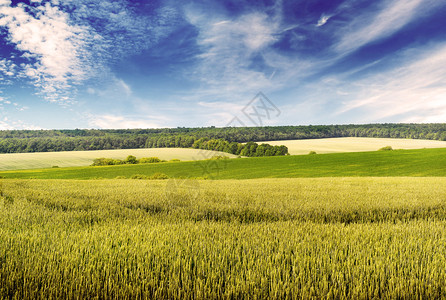 以古时风格绘制的光照小麦田和美丽的蓝色天空图片