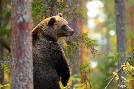 棕熊大在森林中站立图片