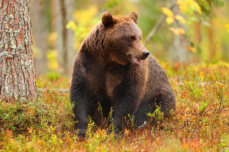 大棕熊坐在森林里看着秋季的一面图片