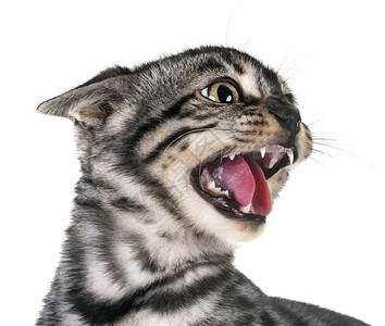 喵咪白色背景面前的愤怒金刚猫背景