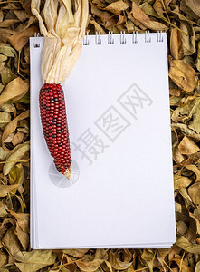 与带装饰玉米的干落叶相对空白螺旋草图图片