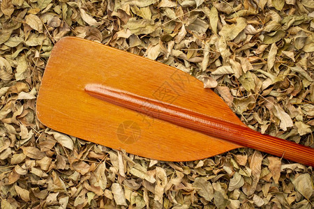 枯叶上的木桨图片