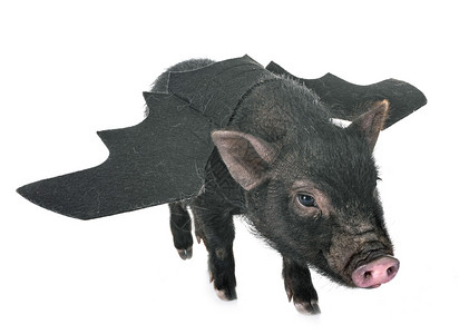 白色背景面前的蝙蝠维代名猪图片素材