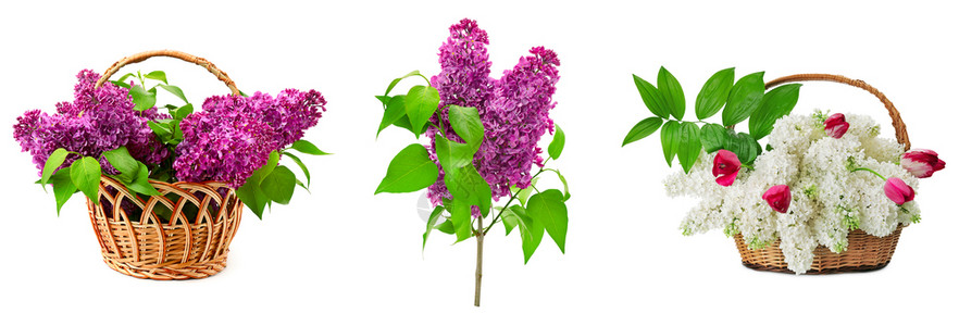白背景中的花背景 白背景中的花摄影图片 白背景中的花壁纸 摄图网 白背景中的花背景 白背景中的花摄影图片 白背景中的花壁纸 摄图网
