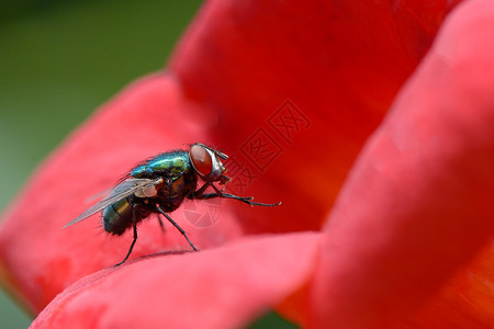 红花上大漂亮的飞蝇图片