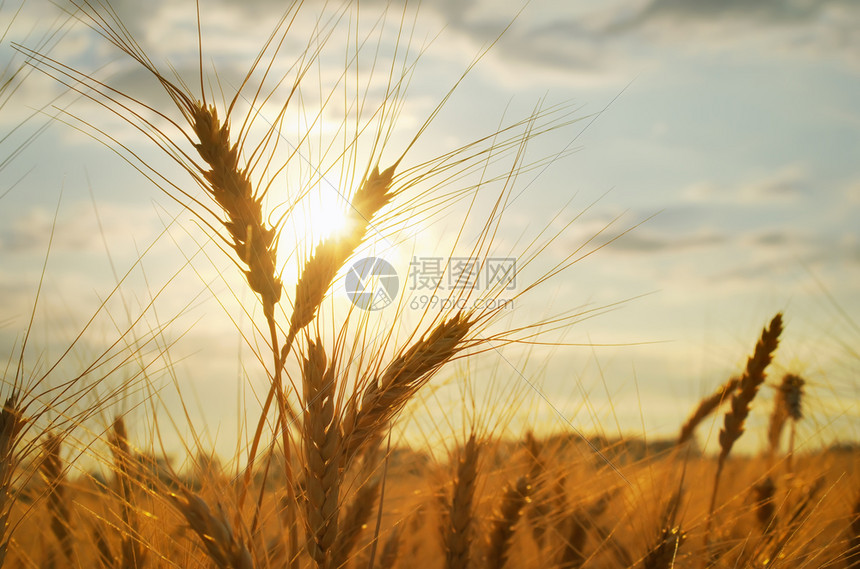 在草原上的小麦图片