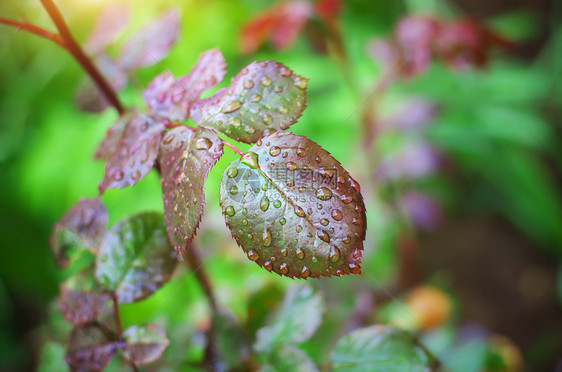 树叶上下着雨滴自然成份图片