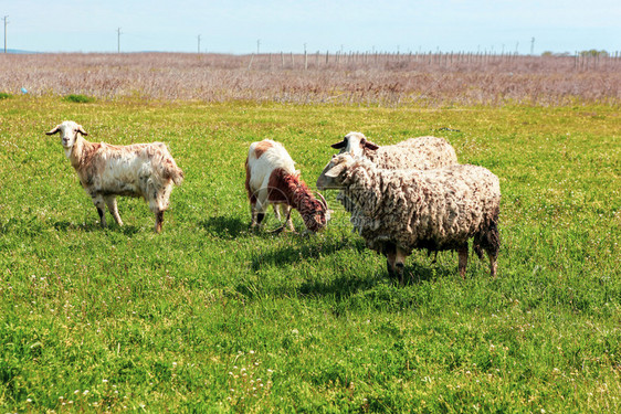 春初羊群图片