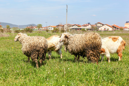 春初羊群图片