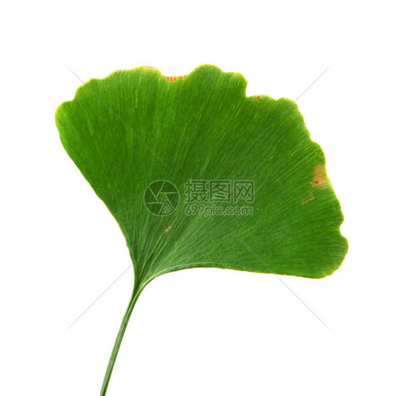 Ginkgobiloba白背景上孤立的叶子ginkgo叶子图片