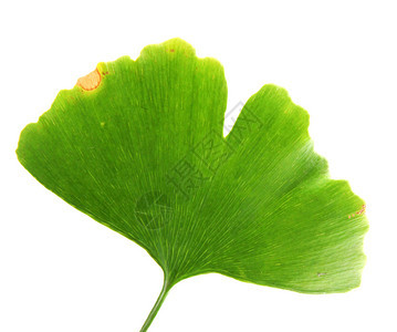 Ginkgobiloba白背景上孤立的叶子ginkgo叶子图片