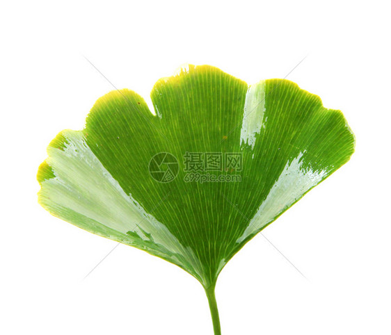 Ginkgobiloba白背景上孤立的叶子ginkgo叶子图片