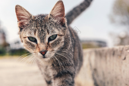 街上一只美丽的猫图片