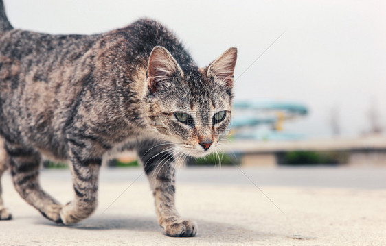 街上一只美丽的猫图片