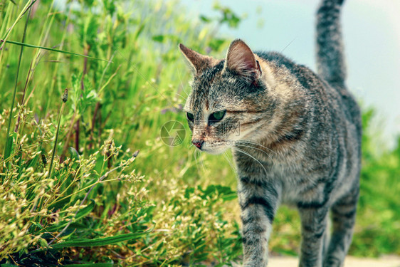 街上一只美丽的猫图片