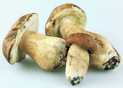 CepboletusEdulis蘑菇图片