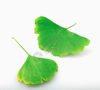 Ginkgo白背景孤立的叶子图片