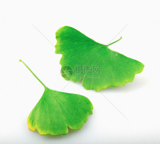 Ginkgo白背景孤立的叶子图片