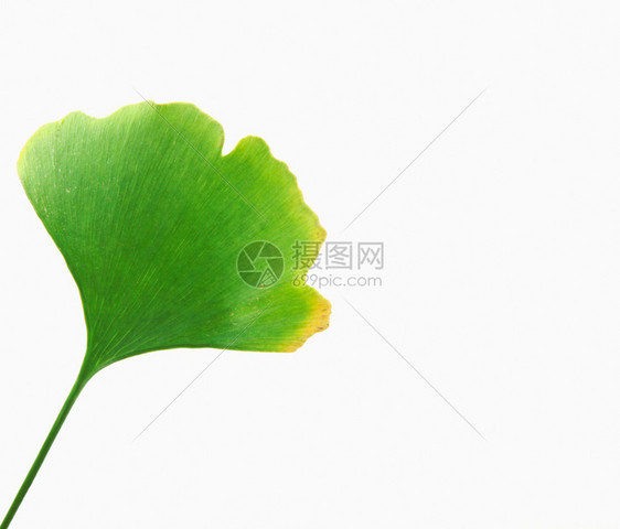 Ginkgo白背景孤立的叶子图片