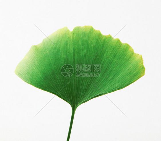 Ginkgo白背景孤立的叶子图片