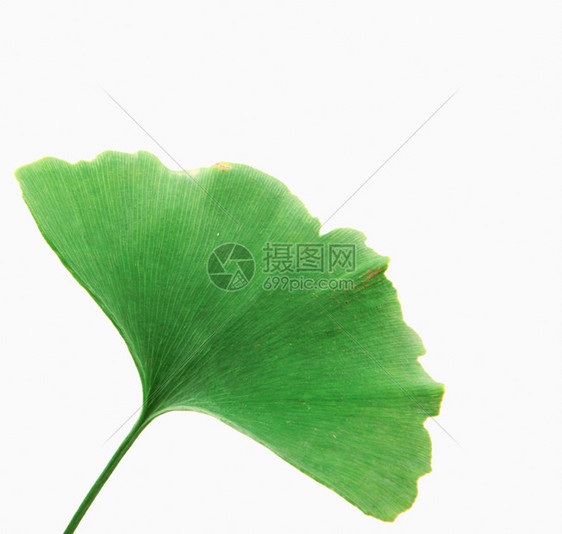 Ginkgo白背景孤立的叶子图片