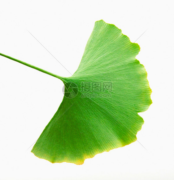 Ginkgo白背景孤立的叶子图片