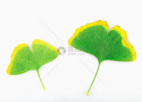 Ginkgo白背景孤立的叶子图片