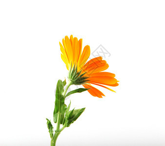 Marigold白色背景孤立的卡伦杜拉Officinalis白背景孤立的卡伦杜拉Officinalis图片