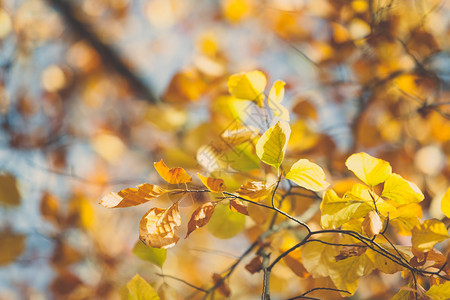 小树枝秋天有黄叶的小树枝自然植被室外坠落概念图片