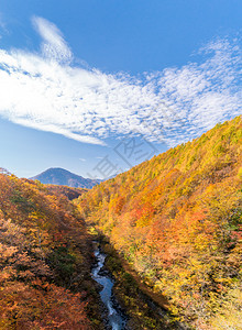 日本秋天从福岛桥起图片