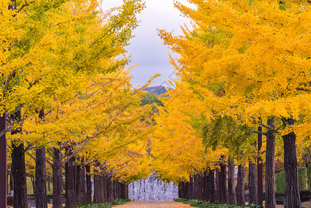 日本福岛BandaiAzuma体育公园的Ginkgo路图片