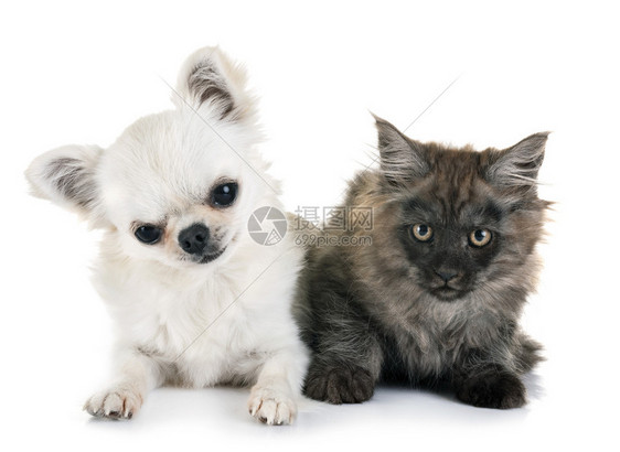 白种背景面前的小猫和吉娃图片