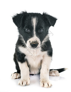 白色背景面前的小狗边框collie图片